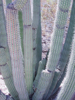 photo of a cactus