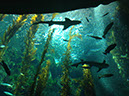 %_tempFileName11%20Aquarium%