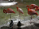 %_tempFileName33%20Flamingos%