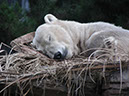 %_tempFileName38%20Sleeping%20Polar%20Bear%