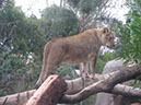 %_tempFileName41%20Lioness%