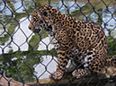 %_tempFileName42%20Leopard%