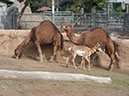 %_tempFileName46%20Camels%