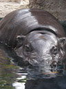 %_tempFileName51%20Small%20Hippo%